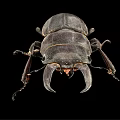 modern beetle insect 3d model