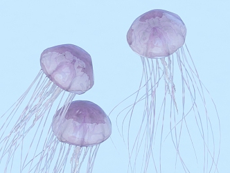 Jellyfish Luminous Jellyfish Marine Life Underwater World 3d model