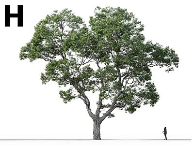 Tall Tree With Thick Trunk Lush Green Foliage And Person Standing Nearby 3d model