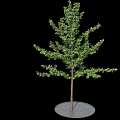 Deciduous Tree with Lush Green Foliage and Brown Trunk on Round Base 3d model