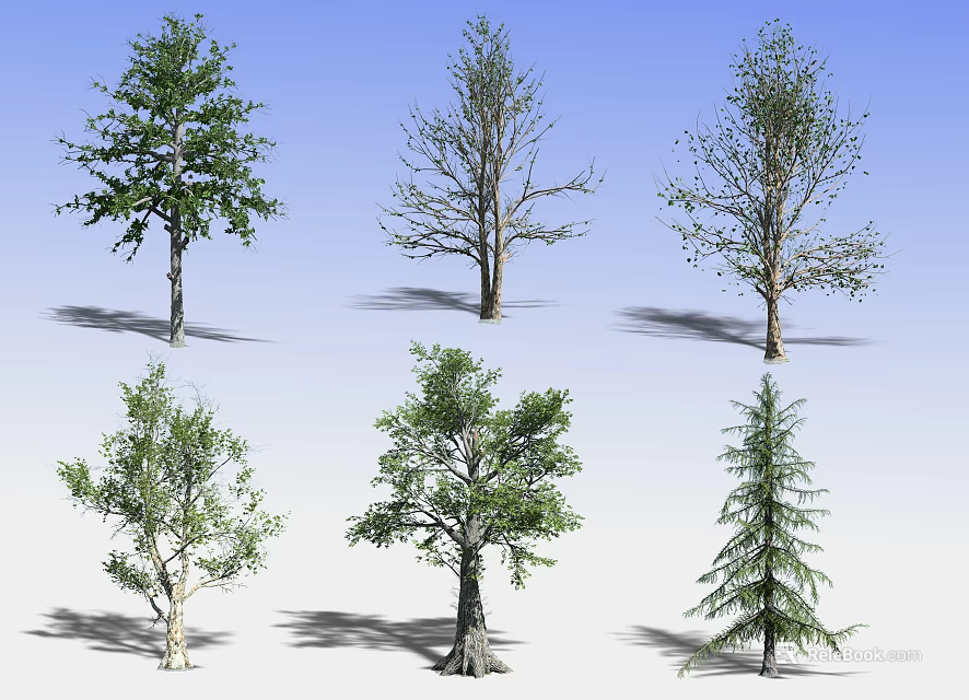 Arbor Trees Showcasing Diverse Foliage Shapes Sizes and Growth Patterns 3d model