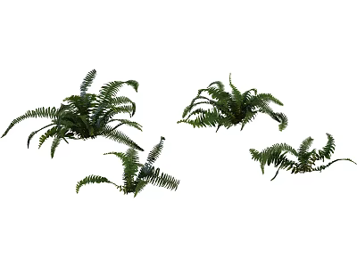 Lush Green Fern Plants Adding Natural Charm To Indoor Home Decor Spaces 3d model