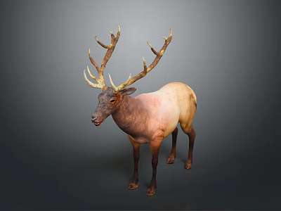 Realistic Standing Elk With Large Antlers And Brown Coat Against Gray Background 3d model