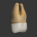 Dental Crown Model Display With Natural Tooth Color And White Base