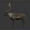 Realistic Reindeer with Large Golden Antlers Standing Against Gray Background Detailed Animal Figure
