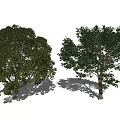 Modern Tree Landscape Big Tree Courtyard Landscape Tree 3d model
