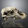Detailed White Animal Skull Display On Smooth Gray Background With Reflection 3d model