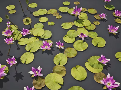Vibrant Aquatic Plants With Green Lily Pads And Purple Water Lilies Floating On Water 3d model