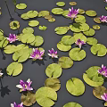 Vibrant Aquatic Plants With Green Lily Pads And Purple Water Lilies Floating On Water