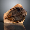 Trilobite Fossil Decorative Ornament With Natural Stone Base And Reflective