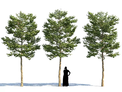 Three Tall Green Trees With Person In Black Standing Beside Middle Trunk 3d model