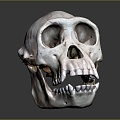 Modern Skull Human Skull Fossil Skull Skeleton 3d model