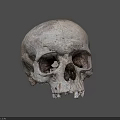 Human Skull Anatomical Structure With Detailed Bone Texture On Gray Background 3d model