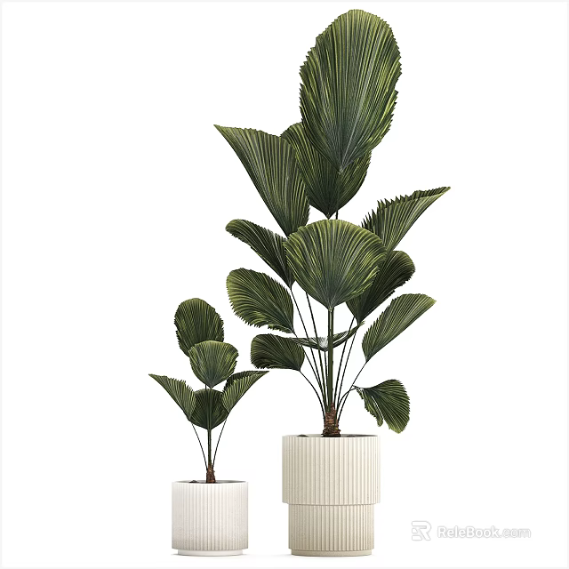 Potted Bonsai Plants with Large Green Leaves in White Pots for Indoor Decor 3d model 