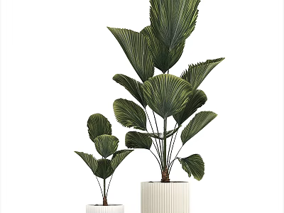 Potted Bonsai Plants with Large Green Leaves in White Pots for Indoor Decor 3d model