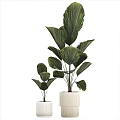 Potted Bonsai Plants with Large Green Leaves in White Pots for Indoor Decor