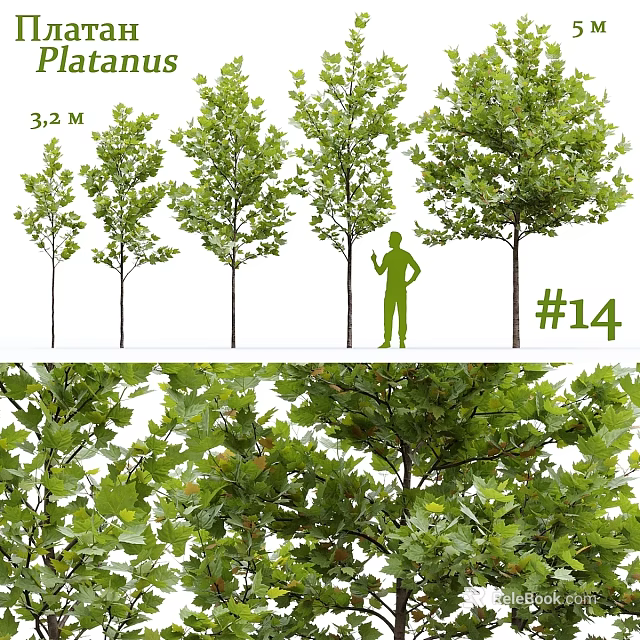 Garden Elements Featuring Various Tree Growth Stages Lush Green Foliage and Height Comparison 3d model 