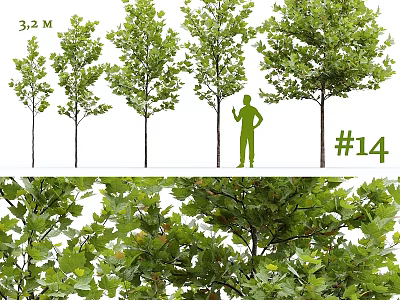 Garden Elements Featuring Various Tree Growth Stages Lush Green Foliage and Height Comparison 3d model