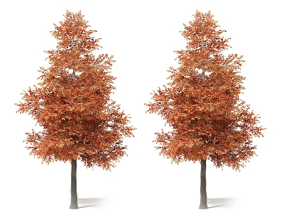 Two Tall Arbor Trees With Orange Red Autumn Leaves On White Background 3d model