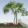 Lush Green Arbor With Two Trunks Against Clear Blue Sky Background