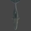 Realistic Gray Whale 3D Model With Smooth Surface And Shadow On Gray Background 3d model