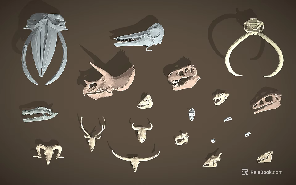 Various Animal Skulls Bones Antlers And Ring Collection Display Items 3d model 