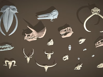Various Animal Skulls Bones Antlers And Ring Collection Display Items 3d model