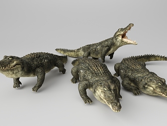 Crocodile 3d model