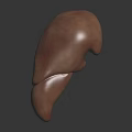 Human Liver Organ 3D Model With Textured Brown Surface And Hair Like Structures