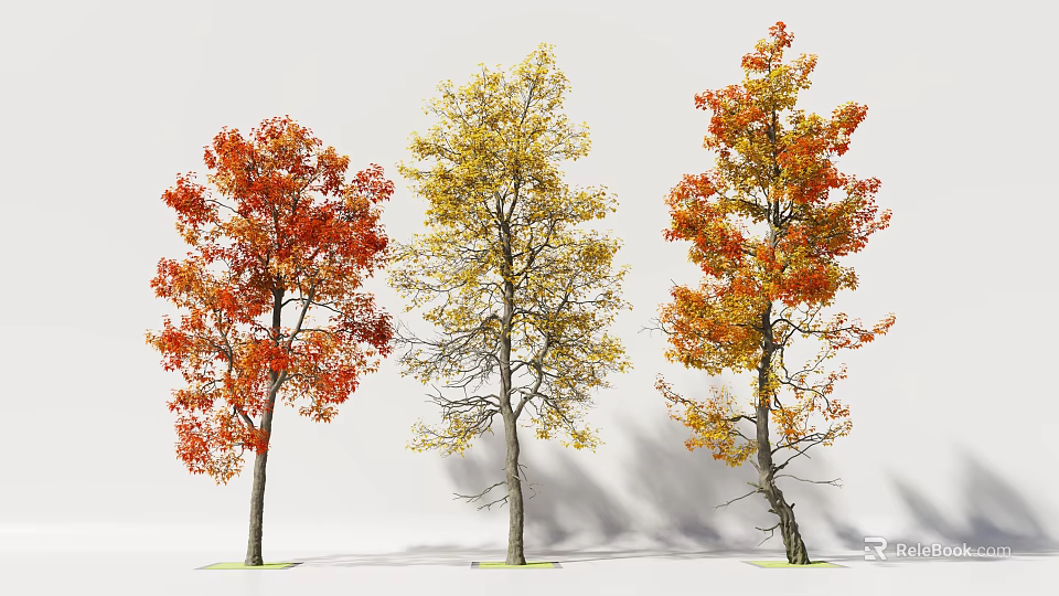 Three Deciduous Trees with Vibrant Autumn Foliage in Red Yellow Orange and Natural Shadows 3d model 