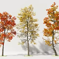 Three Deciduous Trees with Vibrant Autumn Foliage in Red Yellow Orange and Natural Shadows