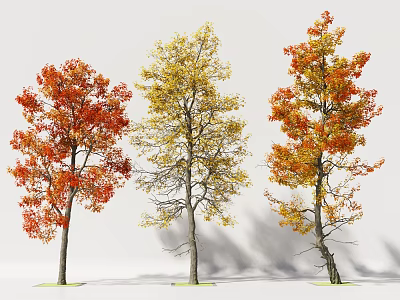 Three Deciduous Trees with Vibrant Autumn Foliage in Red Yellow Orange and Natural Shadows 3d model