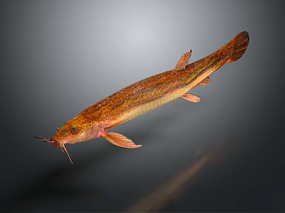 Realistic Freshwater Aquatic Fish With Whiskers Orange Brown Body And Slender Fins 3d model