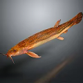 Realistic Freshwater Aquatic Fish With Whiskers Orange Brown Body And Slender Fins