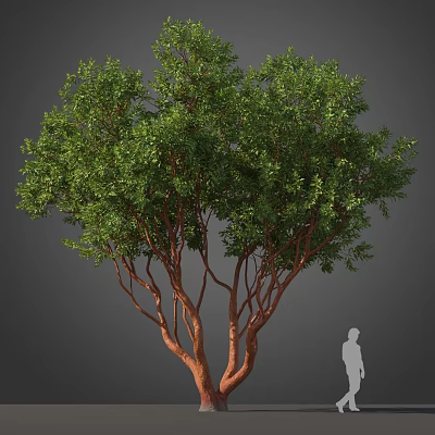 Tall Arbor Featuring Lush Green Leaves Brown Trunk Branches And Human Figure 3d model