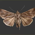 Close Up View Of Brown Moth With Spread Wings And White Spots On Dark Background