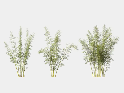 Various Green Bamboo Plants With Different Growth Forms On White Background 3d model