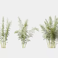 Various Green Bamboo Plants With Different Growth Forms On White Background 3d model