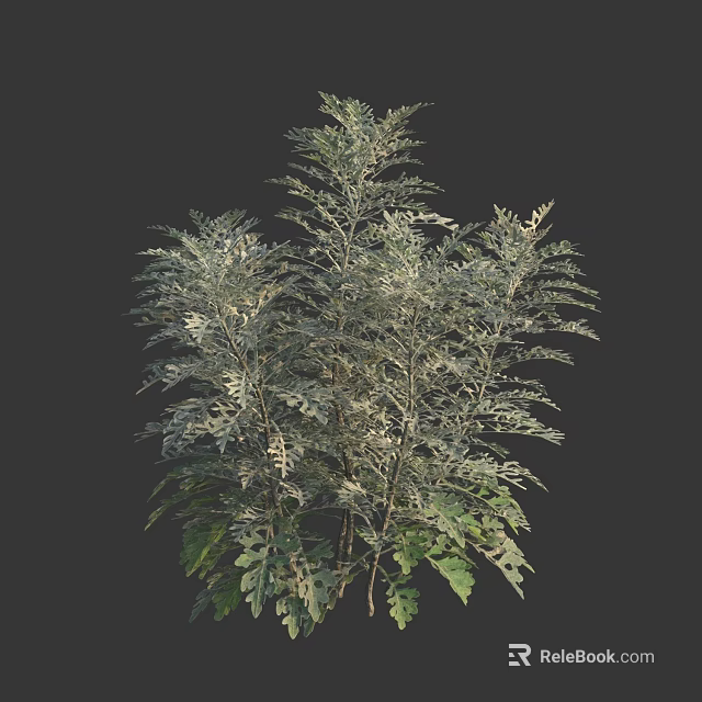 Lush Shrub With Silver Green Pinnate Leaves And Multiple Branched Stems 3d model 