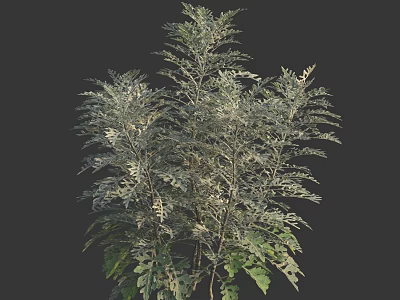 Lush Shrub With Silver Green Pinnate Leaves And Multiple Branched Stems 3d model