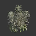 Lush Shrub With Silver Green Pinnate Leaves And Multiple Branched Stems