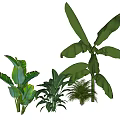 Various Types Of Hanging Basket Plants With Lush Green Leaves For Home Decoration