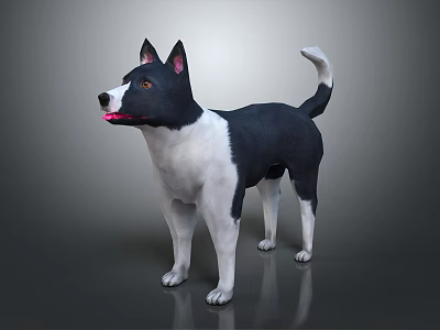 Black and white dog standing with erect ears open mouth pink tongue and curled tail 3d model