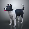 Black and white dog standing with erect ears open mouth pink tongue and curled tail