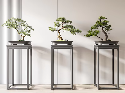 Stylish Bonsai Trees Displayed On Black Stands In Modern Minimalist Interior 3d model