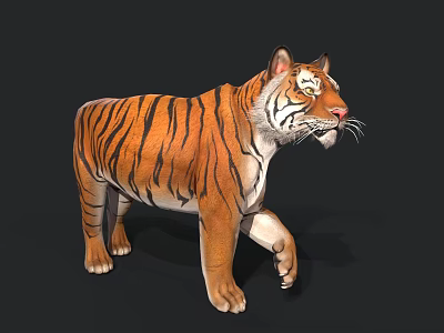 Realistic 3D Tiger Model With Orange Black Stripes And White Face Standing On Black Background 3d model