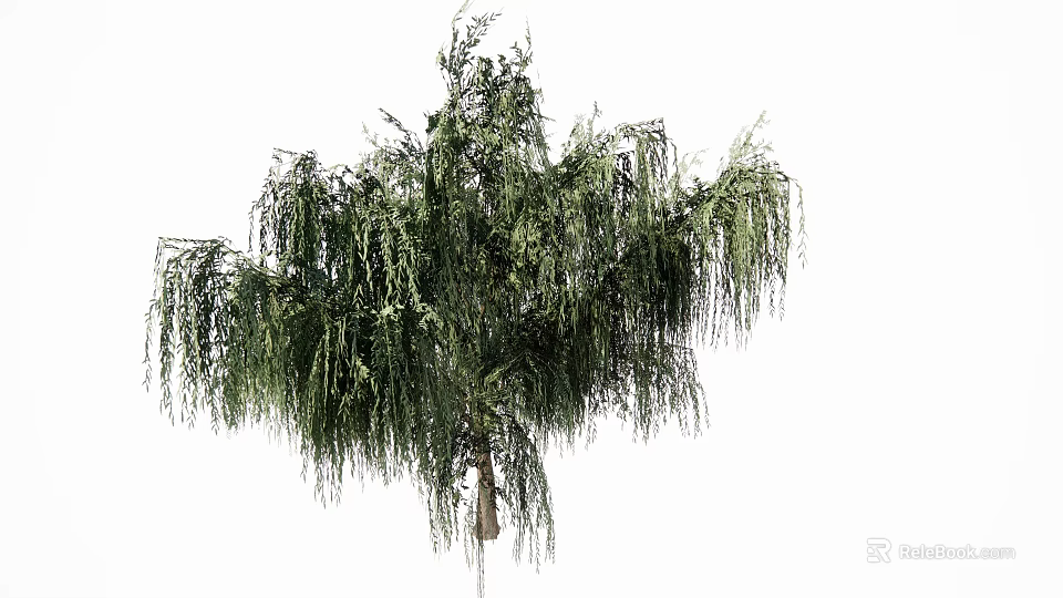 Weeping Tree With Lush Green Hanging Branches And Sturdy Trunk 3d model 