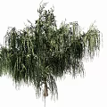Weeping Tree With Lush Green Hanging Branches And Sturdy Trunk 3d model