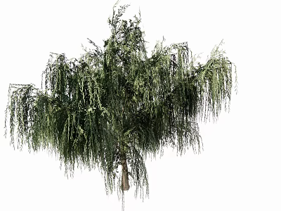 Weeping Tree With Lush Green Hanging Branches And Sturdy Trunk 3d model