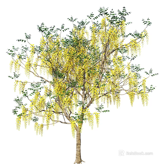 Ornamental Tree With Yellow Hanging Flower Clusters And Green Leaves 3d model 